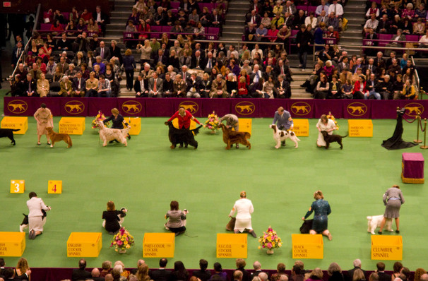 westminster show tickets westminster kennel club show at square garden new york ny tickets westminster show tickets westminster kennel club show at square garden new york ny tickets